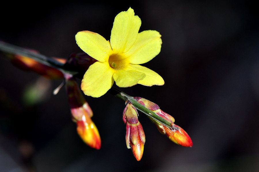 德州冠鲁开业大吉